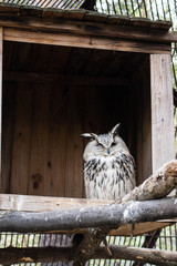 owl