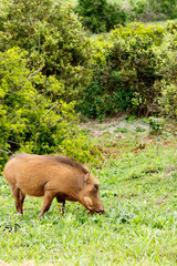Side view of the Warthog eating in the green grass