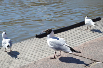 gull