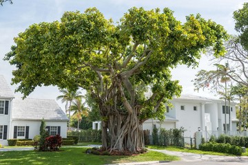 Fototapeta premium arbre ficus avec racines aériennes en floride