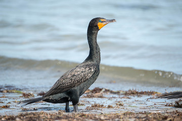 Fototapeta premium cormoran en bord de mer