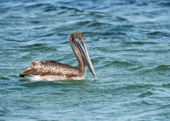 pélican nageant en floride à Miami