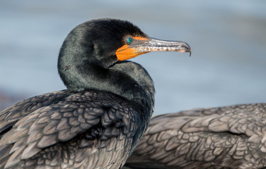cormoran en bord de mer