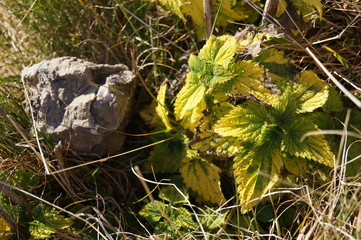 Medicinal herbs - common small (Urtica dioica)