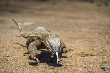Nile monitor in Kruger National park, South Africa