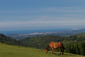 chevaux