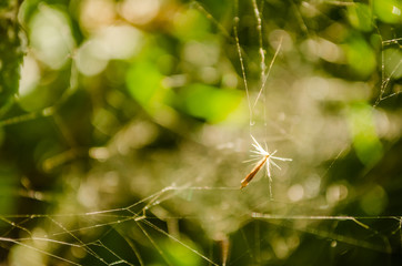 Close-up of spider web on plants