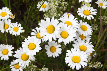 Lot of beautiful wild field chamomile flowers with white petals on meadow in summer day