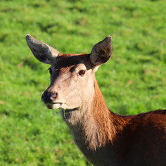 Female Red deer