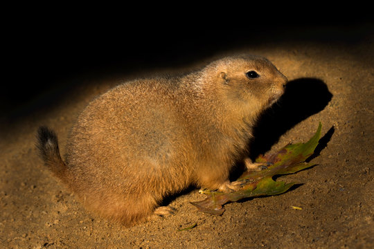 Sysel Bilder Durchsuchen 64 Archivfotos, und Videos