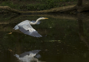 Volavka popelav&aacute;