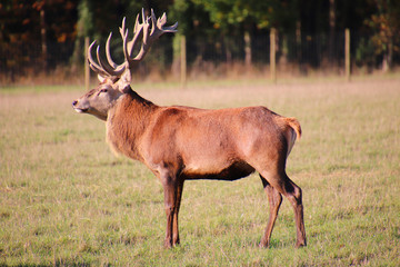 Magnificent Red deer stag