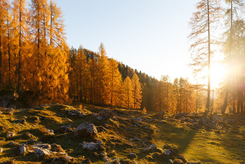 Autumn scenery in Austrian Alps. Golden larches in evening light