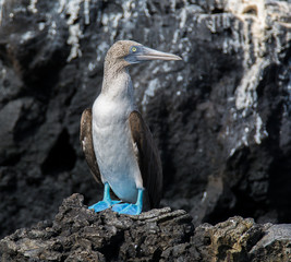 Blue-footed Booby