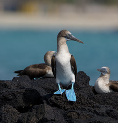 Blue-footed Booby