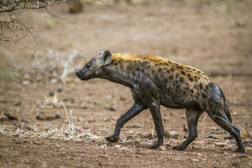 Naklejka na ściany i meble Spotted hyaena in Kruger National park, South Africa