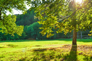 Fototapeta premium The sun's rays make their way through the crown of the tree against the background of the green lawn.