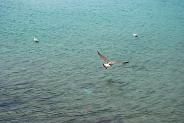 Fototapeta na wymiar Seagull over sea