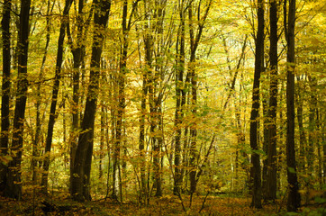 Gold autumn trees in the forest