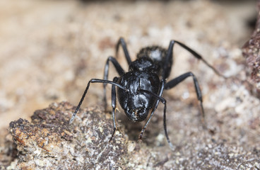 big forest ants on old wood