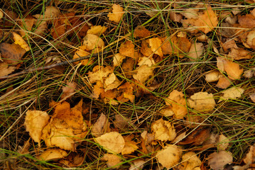 Autumn foliage.
