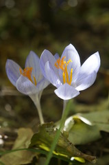 Fototapeta premium Crimea