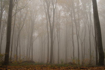 Misty forest with dense fog