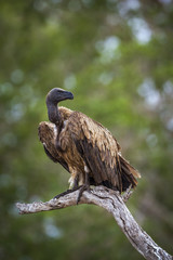 White-backed Vulture in Kruger National park, South Africa