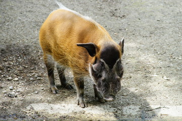 Schwein