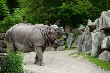 Nashorn