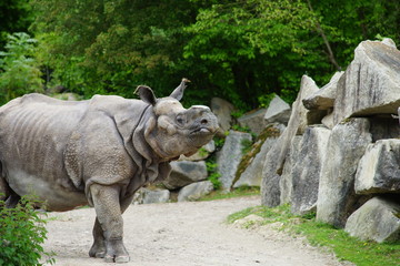 Nashorn