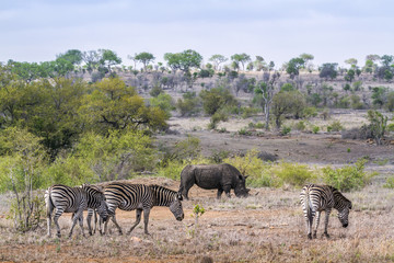 Fototapeta na wymiar Plains zebra and Southern white rhinoceros in Kruger National park, South Africa