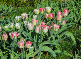 Beautiful, colorful spring tulips in a city park.