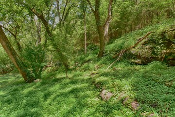under the canopy in a green forest