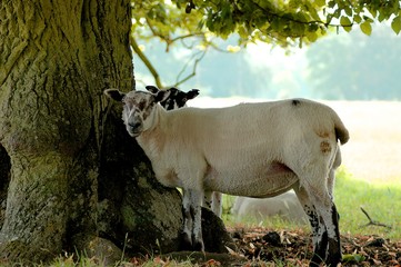 Sheep under a tree.