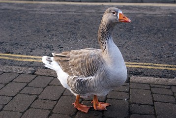 Greylag Goose.