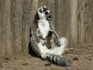 Fototapeta premium Meerkat at Africa Alive, Lowestoft.