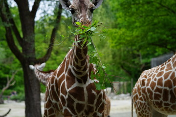 Giraffe mit Futter