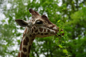 Giraffe mit Futter