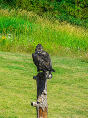 A show of birds of prey in a national park near Vancouver.