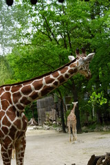 Giraffe