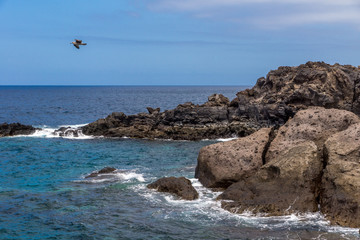 Eine Möwe fliegt über die schroffen Klippen am Meer