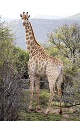 Adult Giraffe in the Wilderness with Mountains in the Background