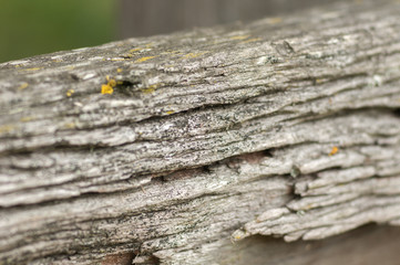 Close Up Shot of a Section of Weathered Piece of Wood