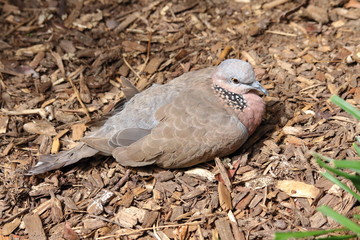 Spotted Dove