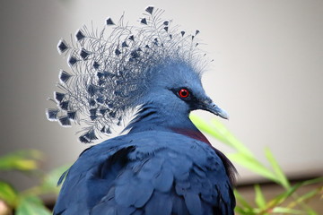Victoria Crowned Pigeon