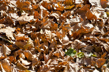 Dried Leaves Under Bright Sunlight for Backgrounds