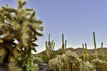 Saguaro and other cactus in Tucson, Arizona