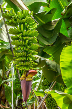 Bananenstaude mit lila farbener Blüte