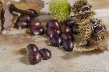 chestnuts and autumn feeling, three chestnuts separate from a group in bakground. autumn fruits.
